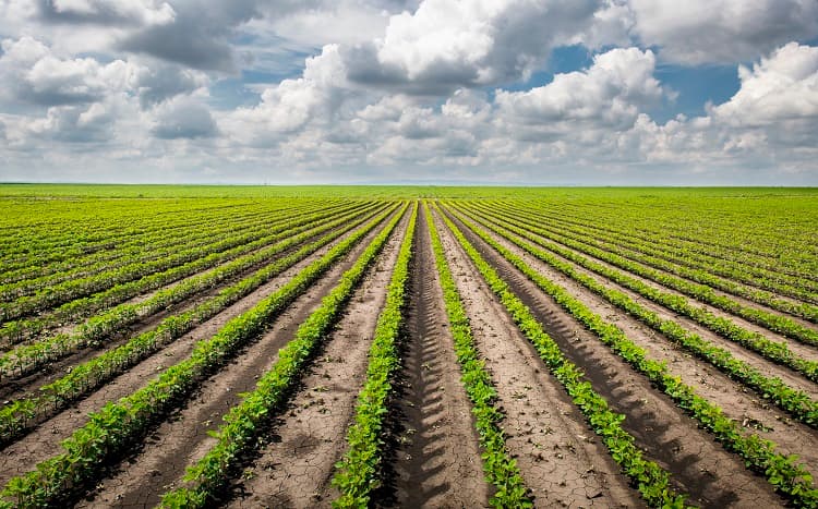 Imagem da notícia Agricultura regenerativa: cuidar do solo é cuidar do clima e da segurança alimentar